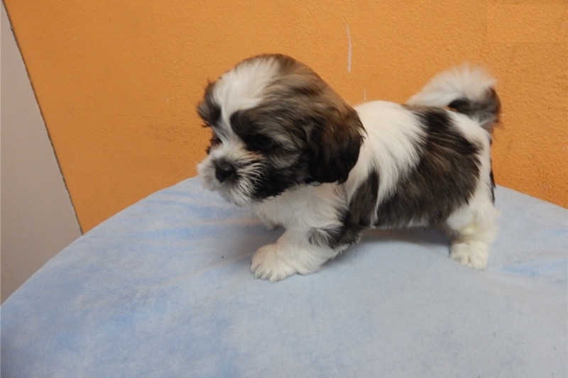 AKC registered shih tzu puppies free for adoption.