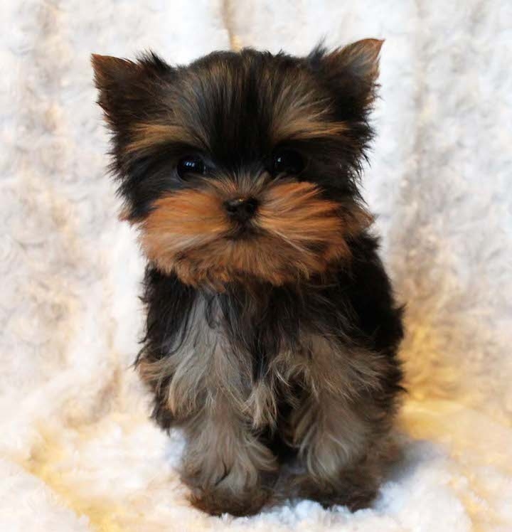 Cute teacup Yorkie pups for adoption