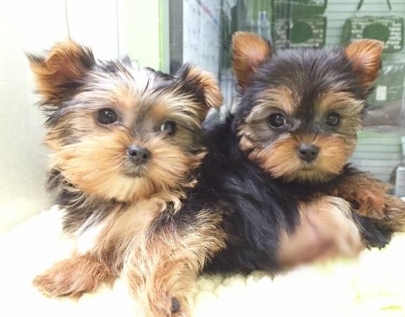  Re homing yorkie puppies need new home 