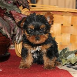 Yorkshire Terrier Puppies For Good Homes!!